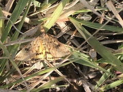 Pyrausta subsequalis