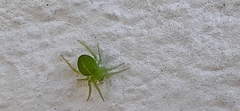 Araneus uniformis