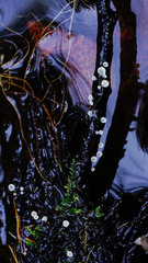 Hymenoscyphus imberbis