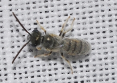 Halictus vestitus