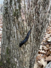 Philomycus flexuolaris