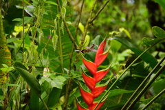 Phaethornis longirostris