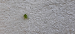 Araneus uniformis