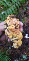 Cantharellus