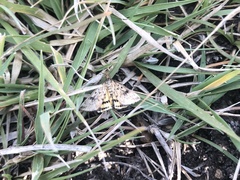 Pyrausta subsequalis