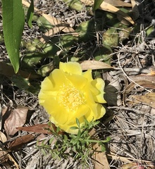 Opuntia mesacantha