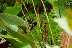 Ramphocelus passerinii