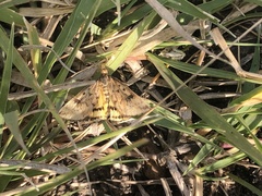 Pyrausta subsequalis