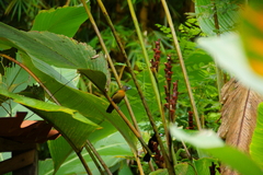 Ramphocelus passerinii