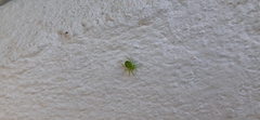 Araneus uniformis