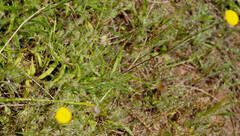 Leptorhynchos tetrachaetus