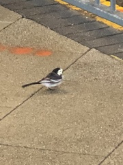 Motacilla alba yarrellii