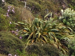 Phormium
