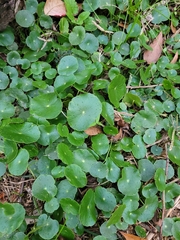 Hydrocotyle bonariensis