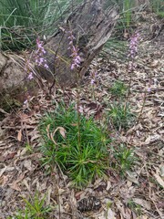 Stylidium productum