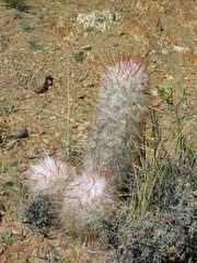 Oreocereus trollii
