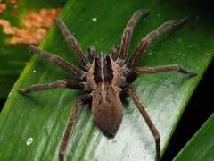 Dolomedes minor