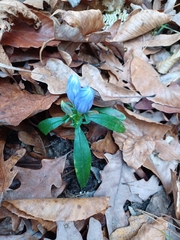 Gentiana