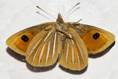 Argyrophenga janitae