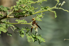 Fuscopolistes