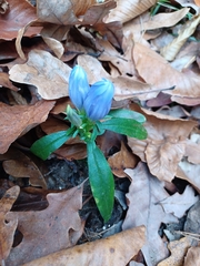 Gentiana