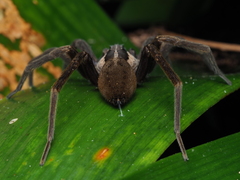 Dolomedes minor