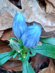 Gentiana