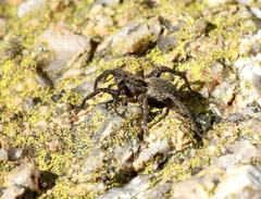 Alopecosa pulverulenta