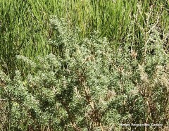 Adenocarpus hispanicus