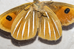 Argyrophenga janitae