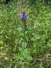 Prunella vulgaris