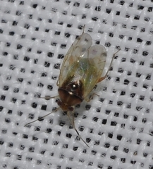 Pinalitus conspurcatus