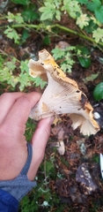 Cantharellus cascadensis