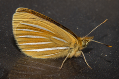 Argyrophenga janitae