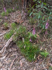 Stylidium productum