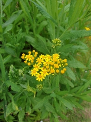 Senecio linearifolius