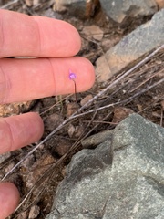 Utricularia lateriflora