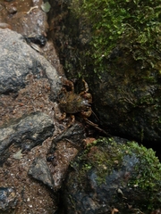 Aegla concepcionensis