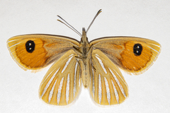 Argyrophenga antipodum