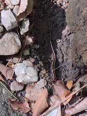 Eurycea guttolineata