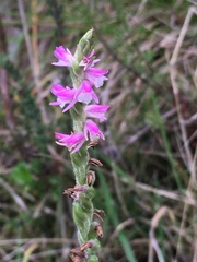 Spiranthes australis
