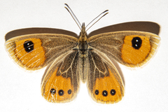 Argyrophenga antipodum