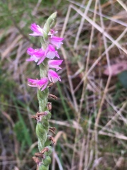 Spiranthes australis