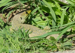 Timon lepidus lepidus