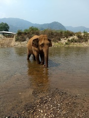 Elephas maximus indicus
