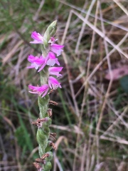 Spiranthes australis