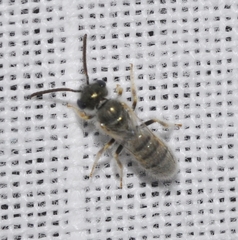 Halictus vestitus