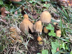 Micacei