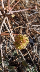 Eriogonum umbellatum