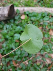 Hydrocotyle bonariensis